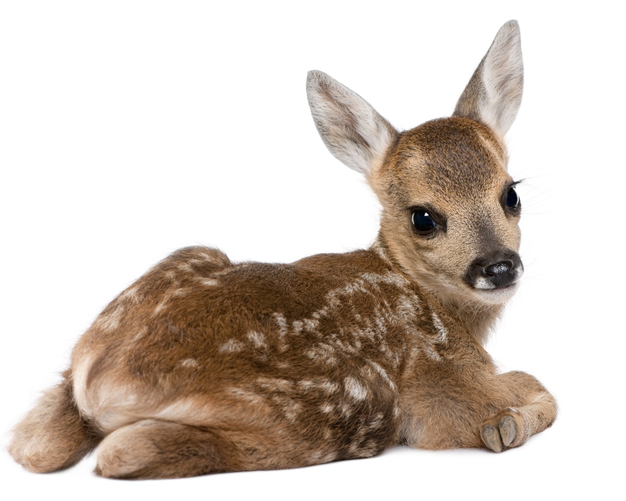 Маленький олененок на белом фоне