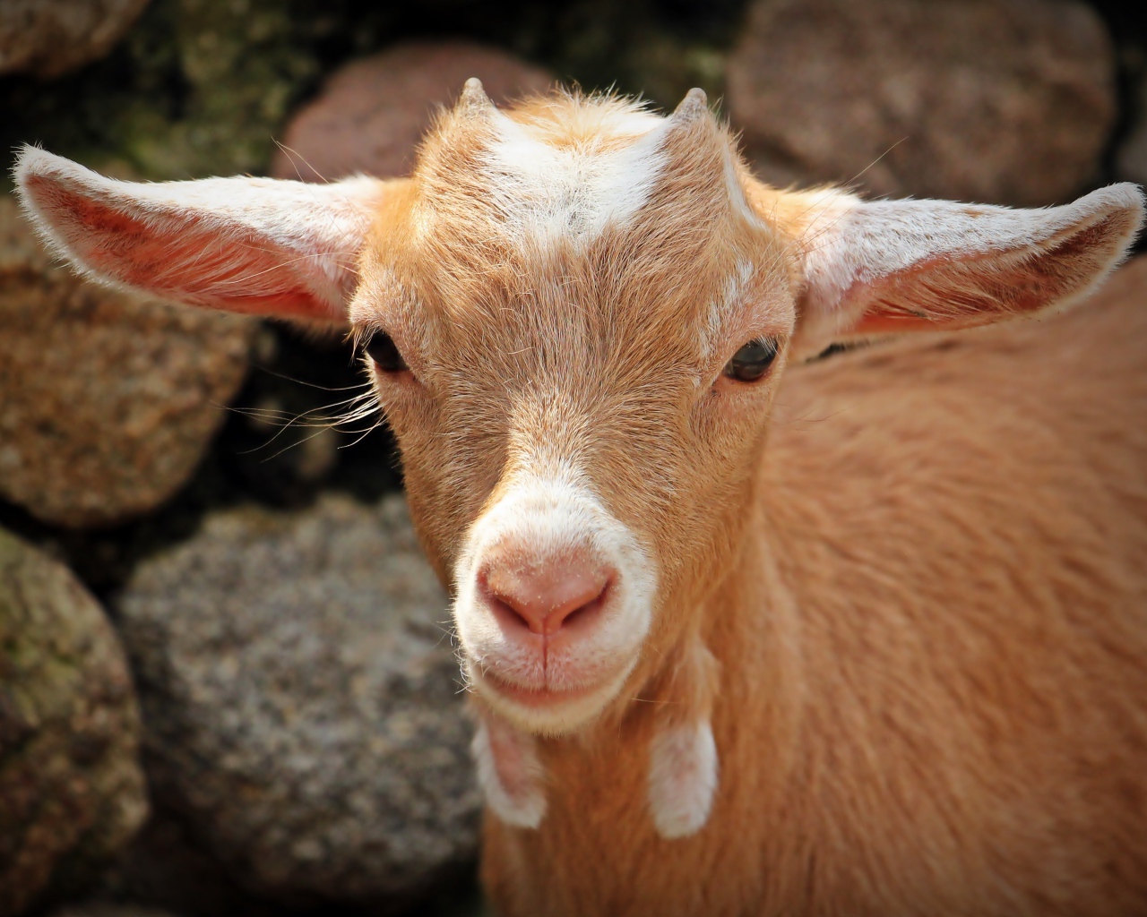 Маленький козленок крупным планом