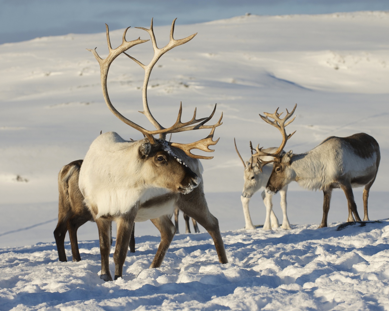 Северные олени на снегу