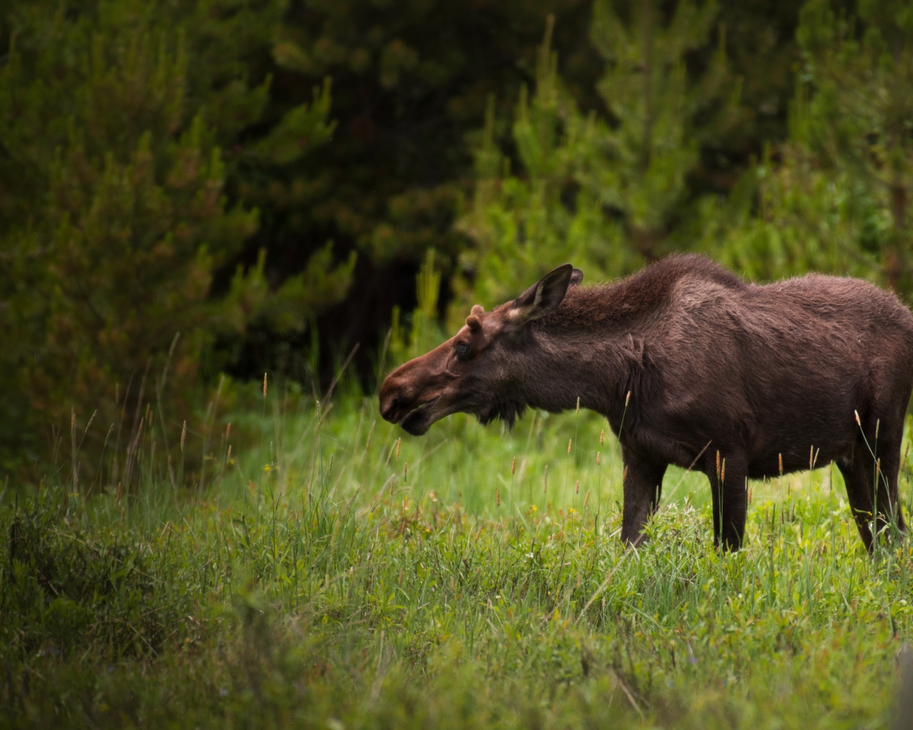 Большой лось пасется на зеленой траве