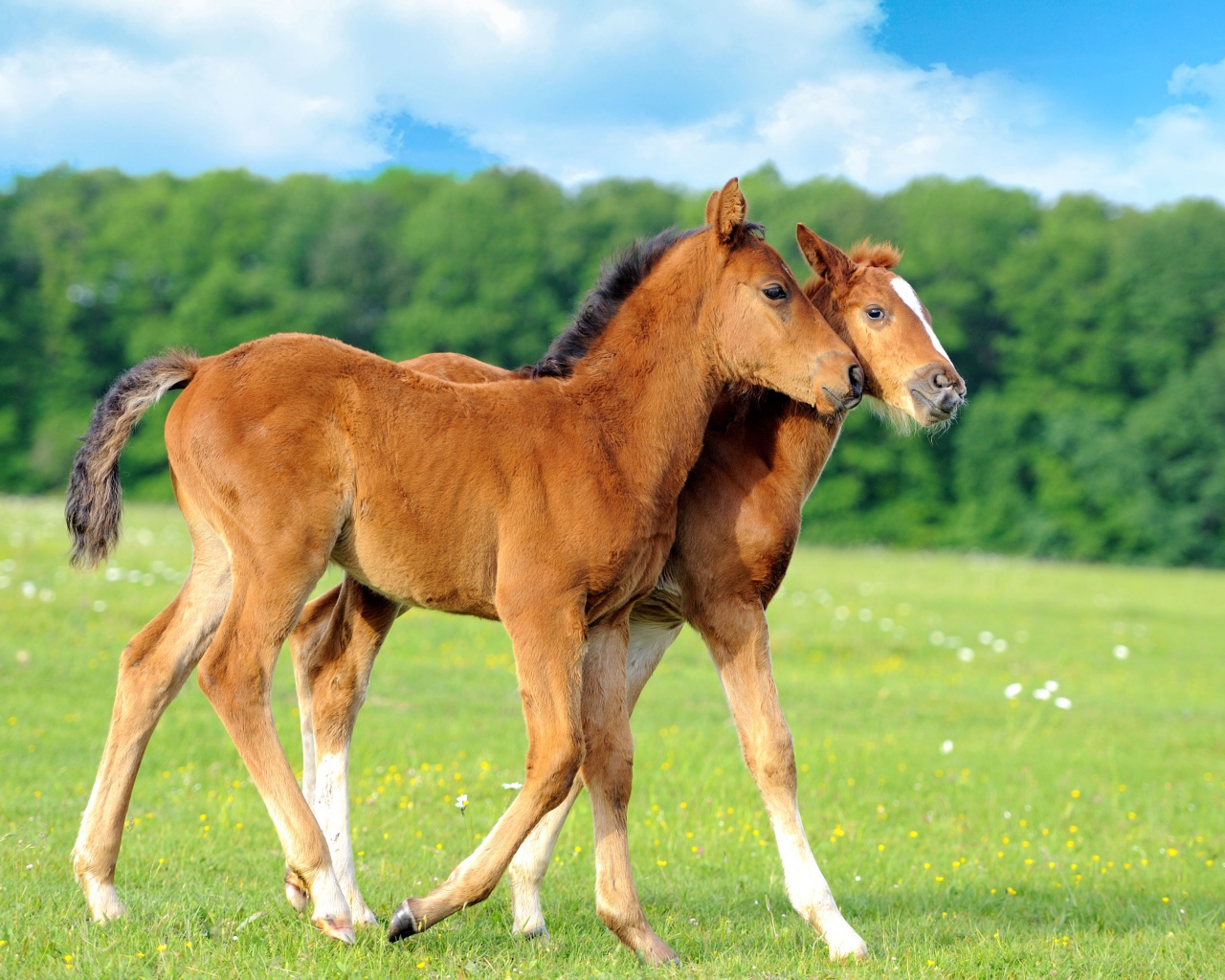 Два осла гуляют по полю 