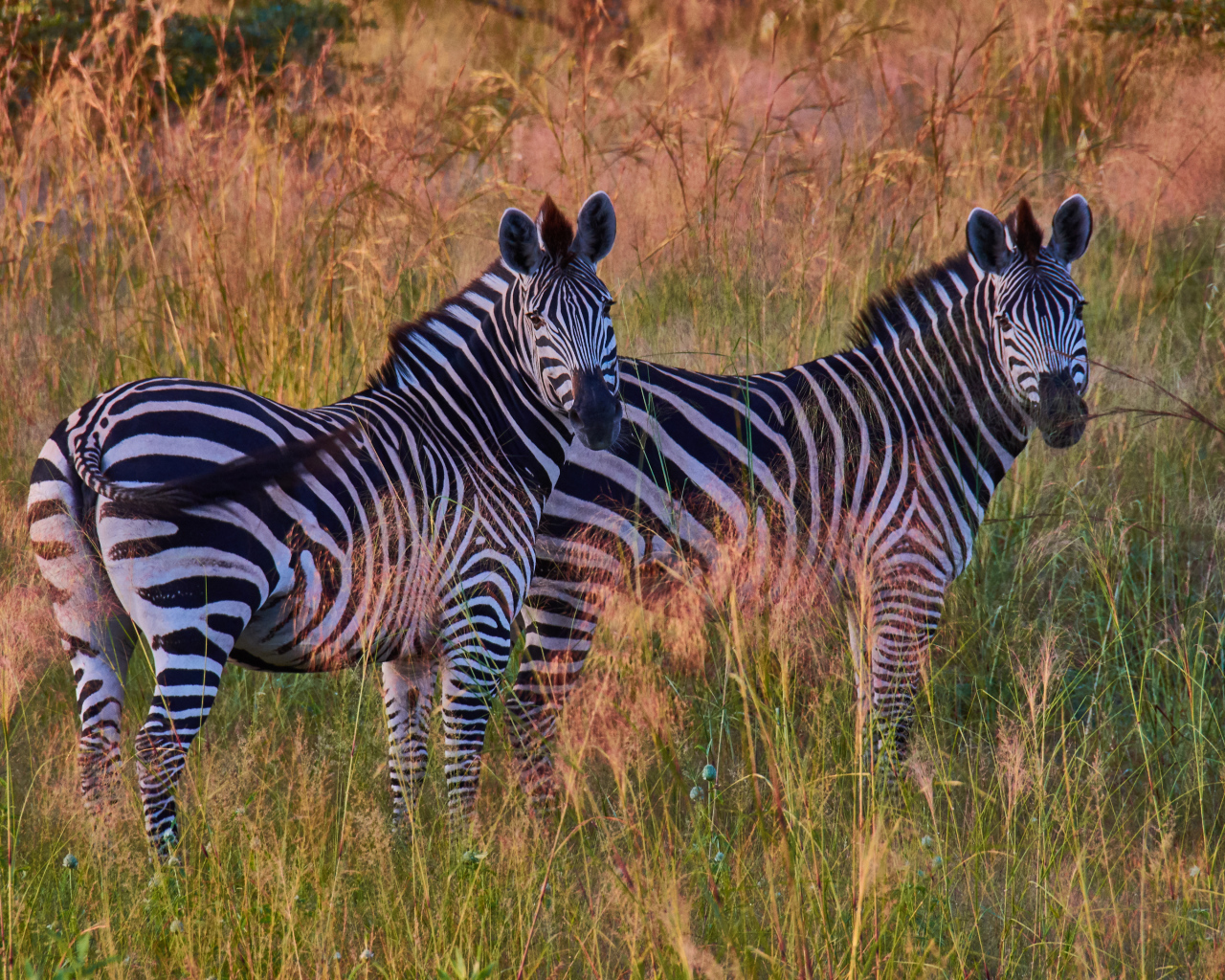 Две полосатые зебры в траве