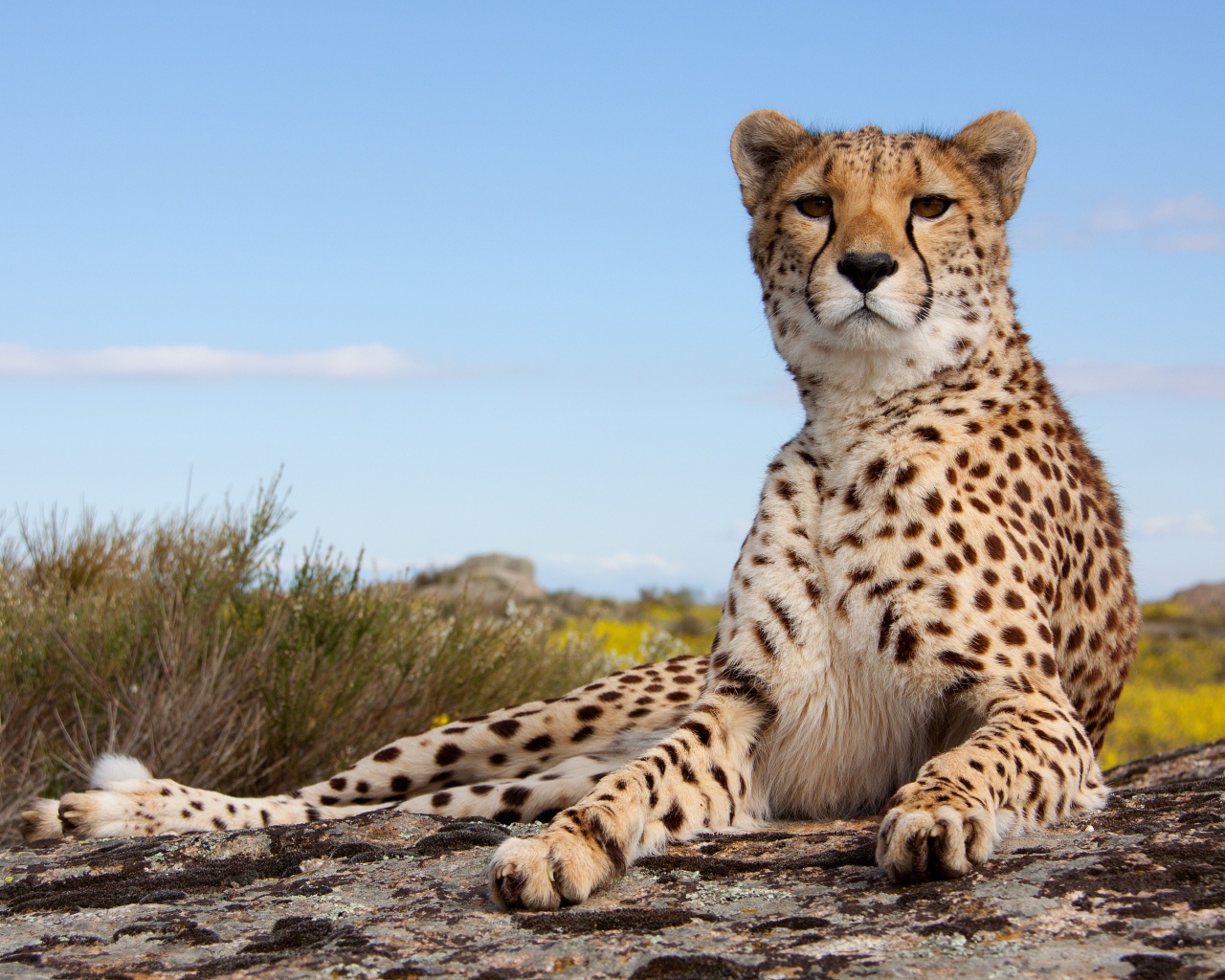 Красивый леопард лежит на камне под голубым небом 