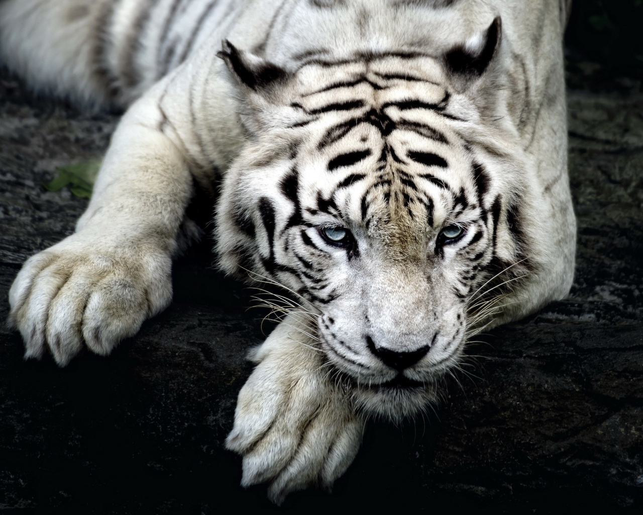 Большой голубоглазый белый тигр лежит на дереве 