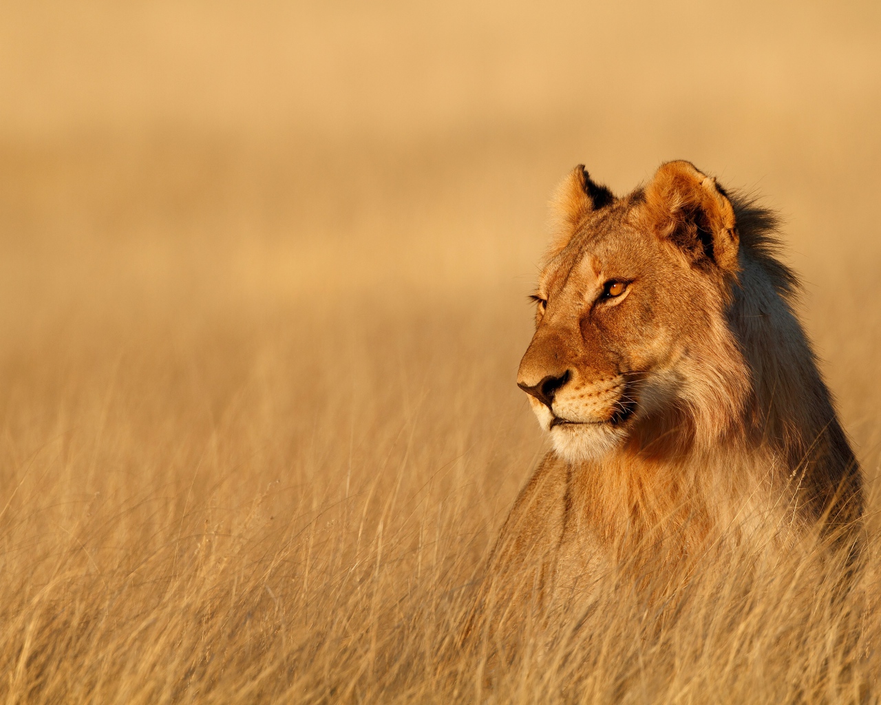 Большая львица сидит в сухой траве в лучах солнца