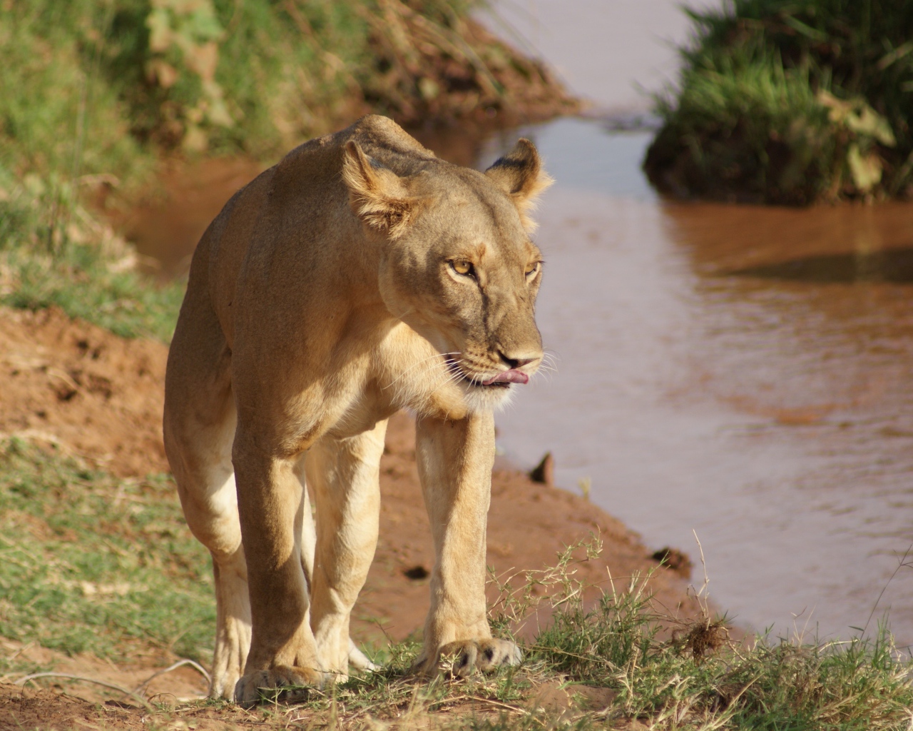 Большая львица идет по берегу водоема