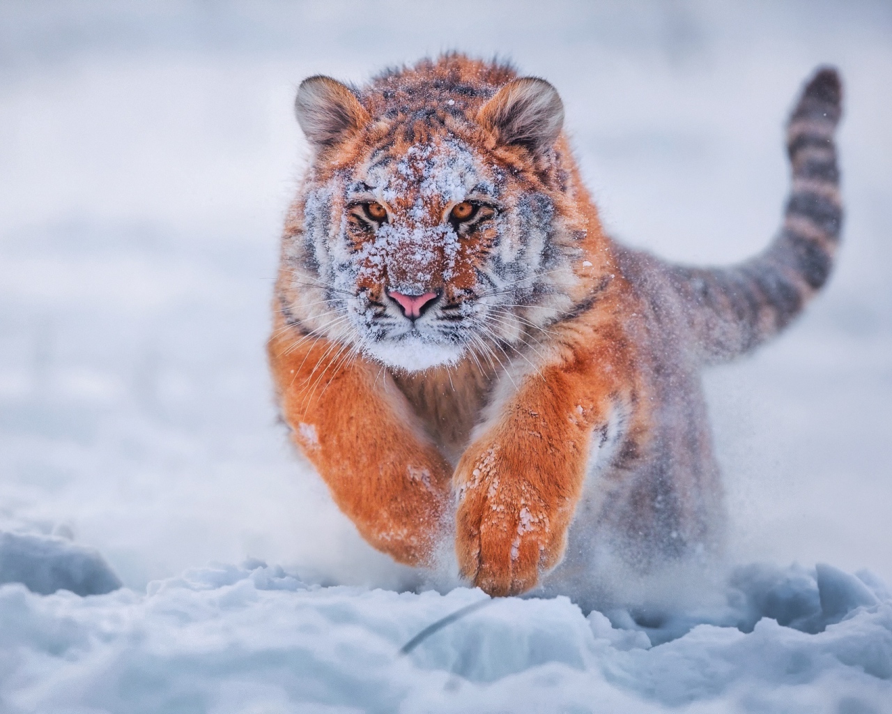 Грациозный тигр бежит по снегу