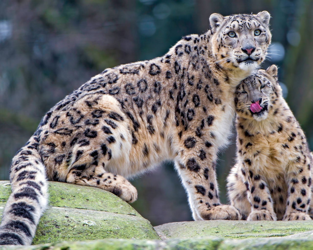 Большой снежный барс с детенышем сидят на камне