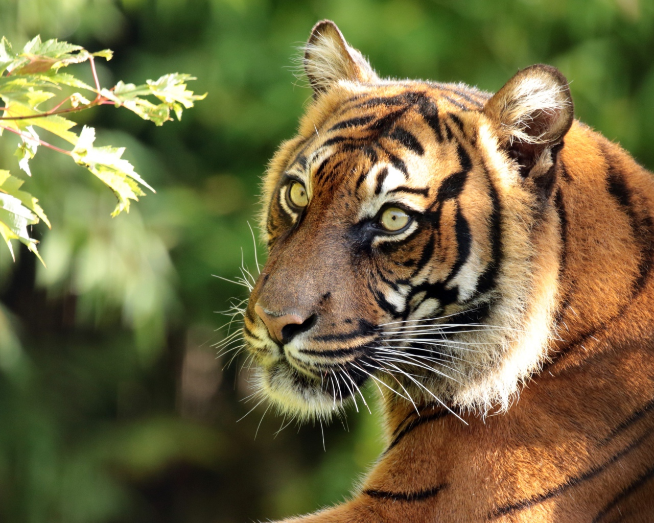 Большой полосатый тигр у ветки дерева