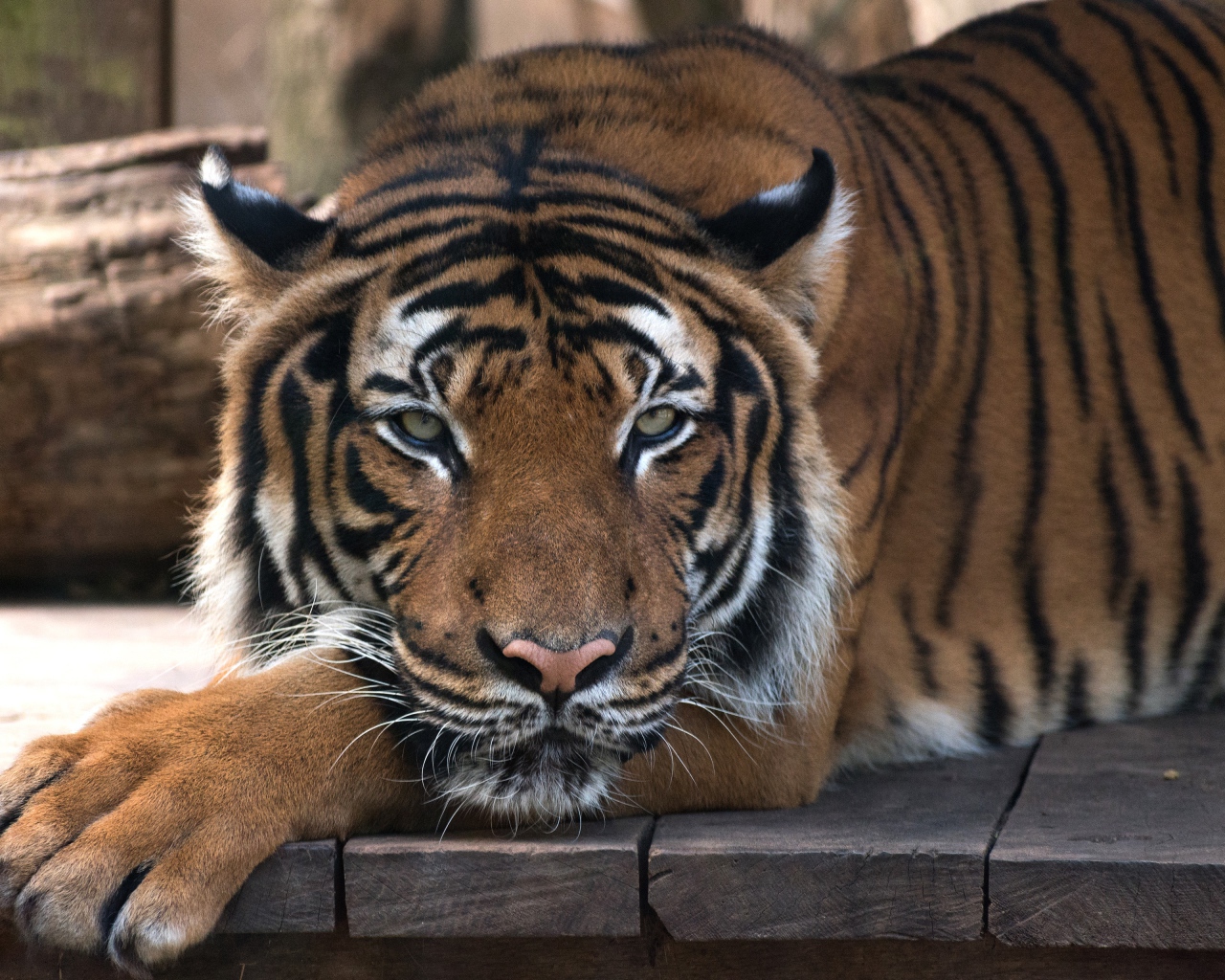 Большой полосатый тигр лежит на деревянном полу 