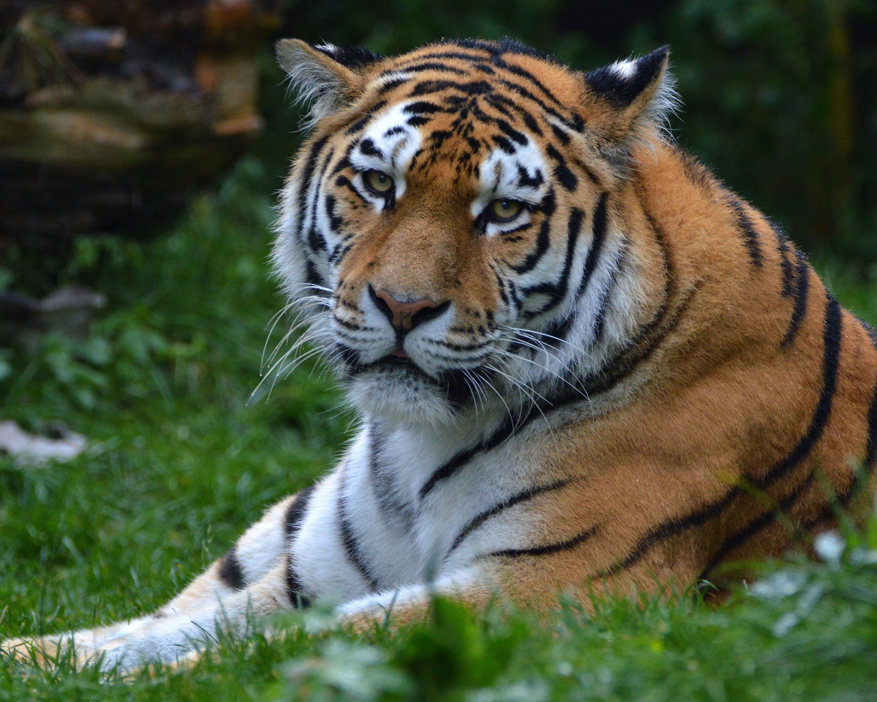 Большой полосатый тигр лежит на зеленой траве