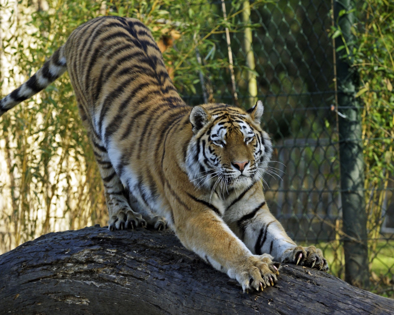 Большой тигр точит когти о ствол дерева в зоопарке