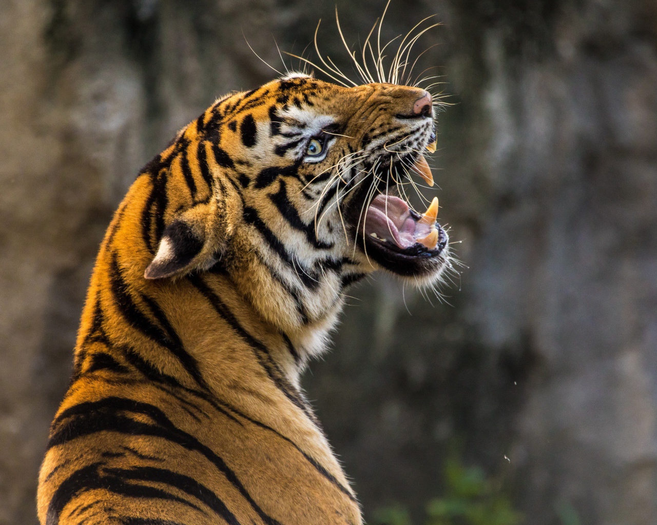 Большой тигр с грозным оскалом