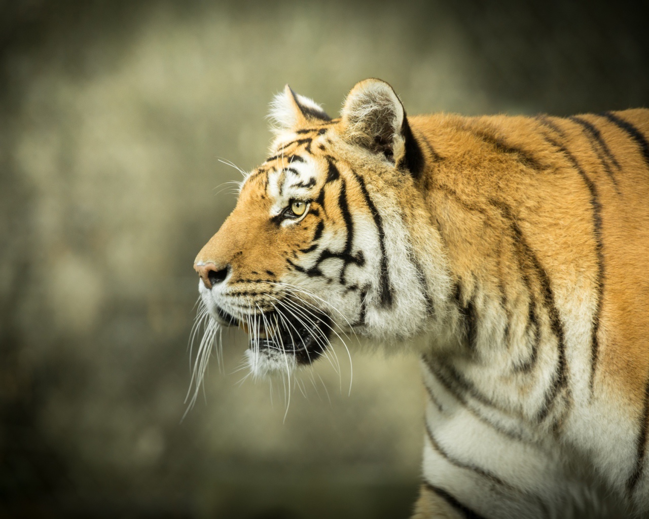 Большой тигр с открытой пастью на охоте