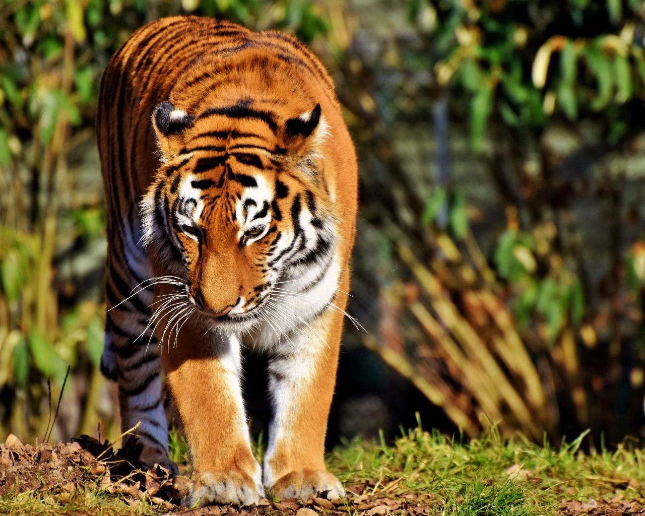 A large tiger with its head down goes on the green grass