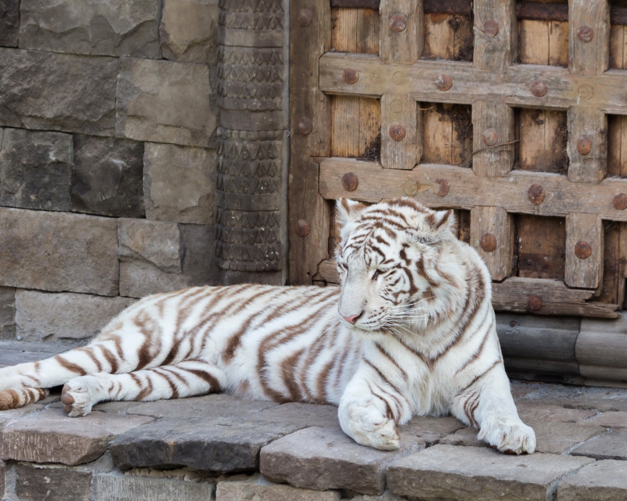 Большой белый тигр лежит в зоопарке