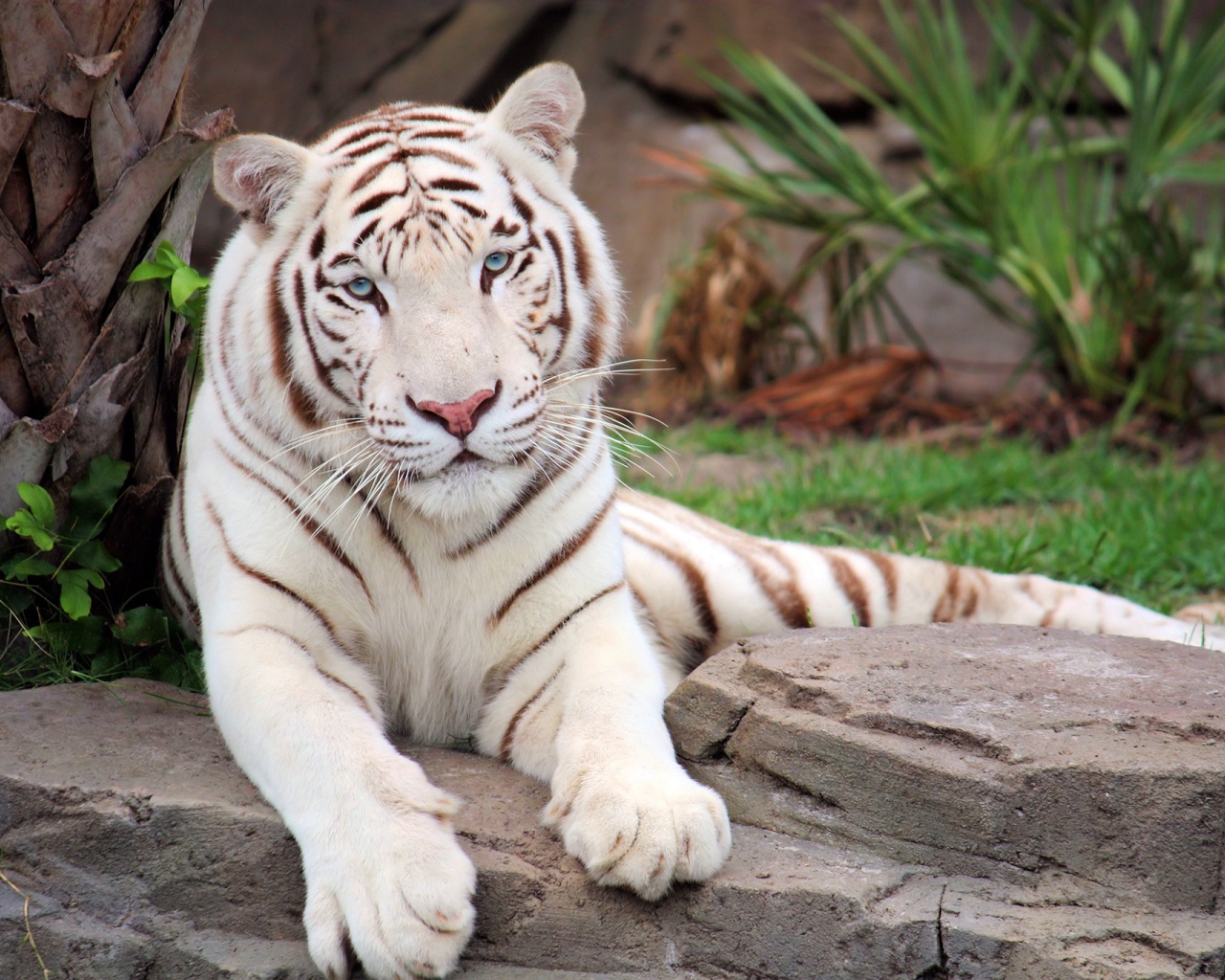 Большой белый тигр лежит на камне в зоопарке