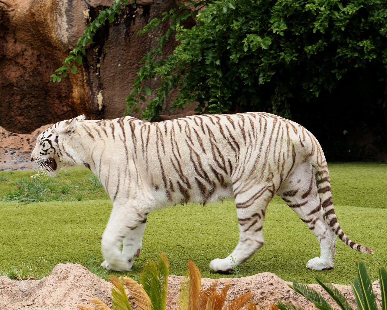 Большой белый тигр идет по зеленой траве