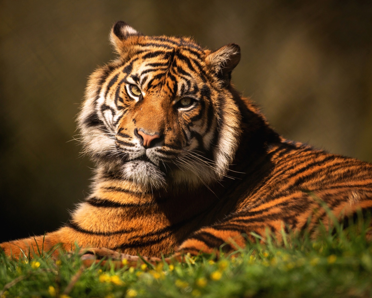 Суровый тигр лежит на зеленой траве 