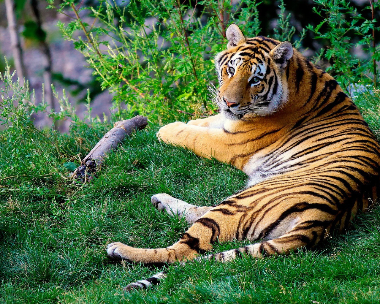 Тигр, протянувшийся на зеленой траве, поднимает голову, чтобы посмотреть на камеру