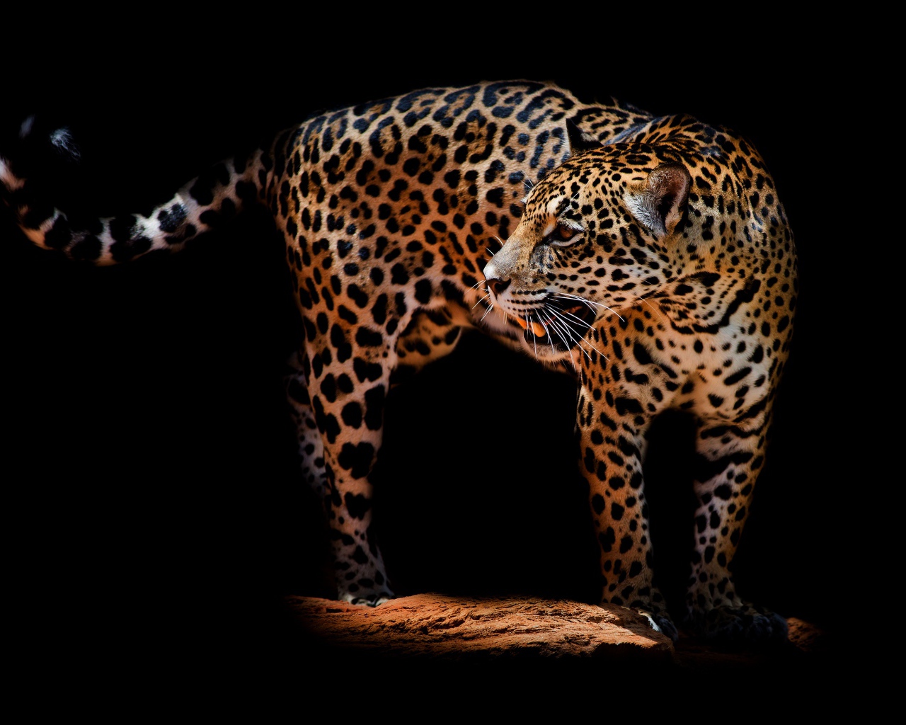 Красивый грозный леопард на черном фоне