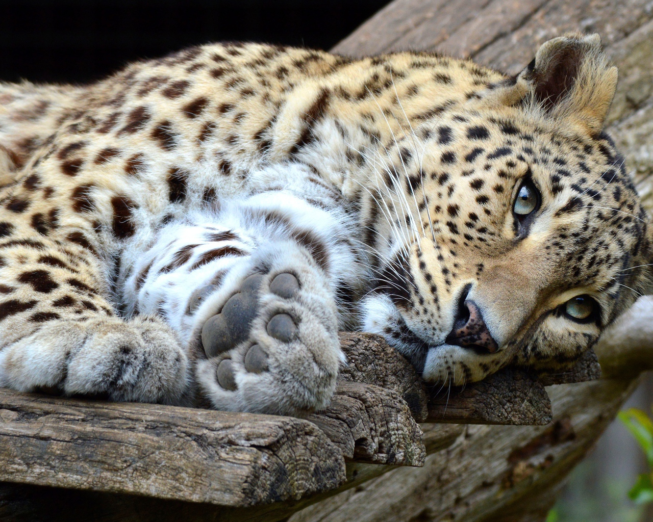 Красивый хищный пятнистый леопард лежит 