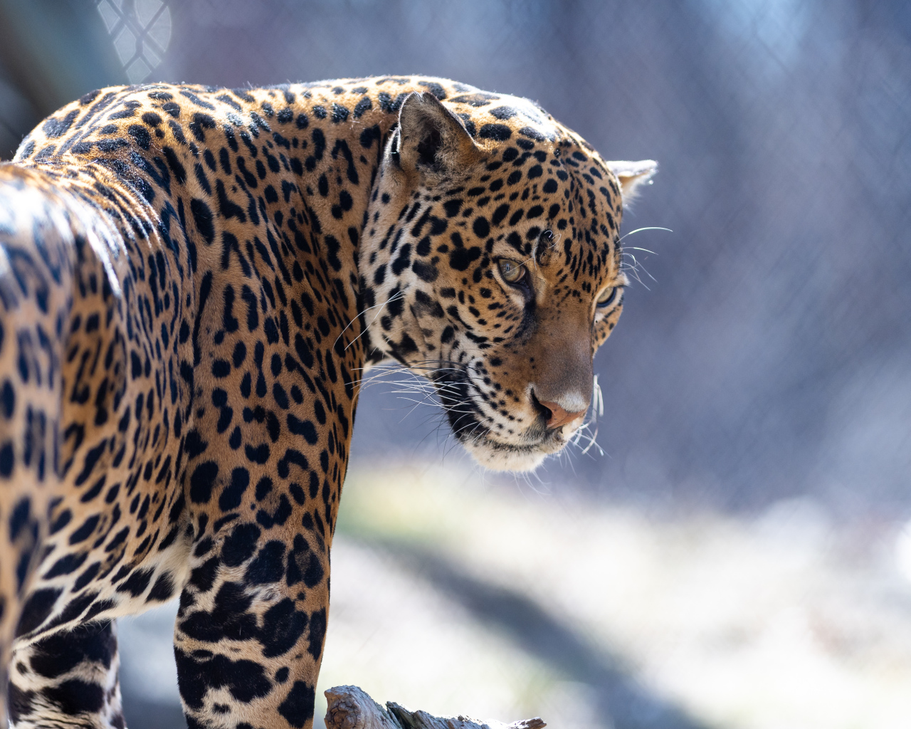 Красивый пятнистый гепард в зоопарке