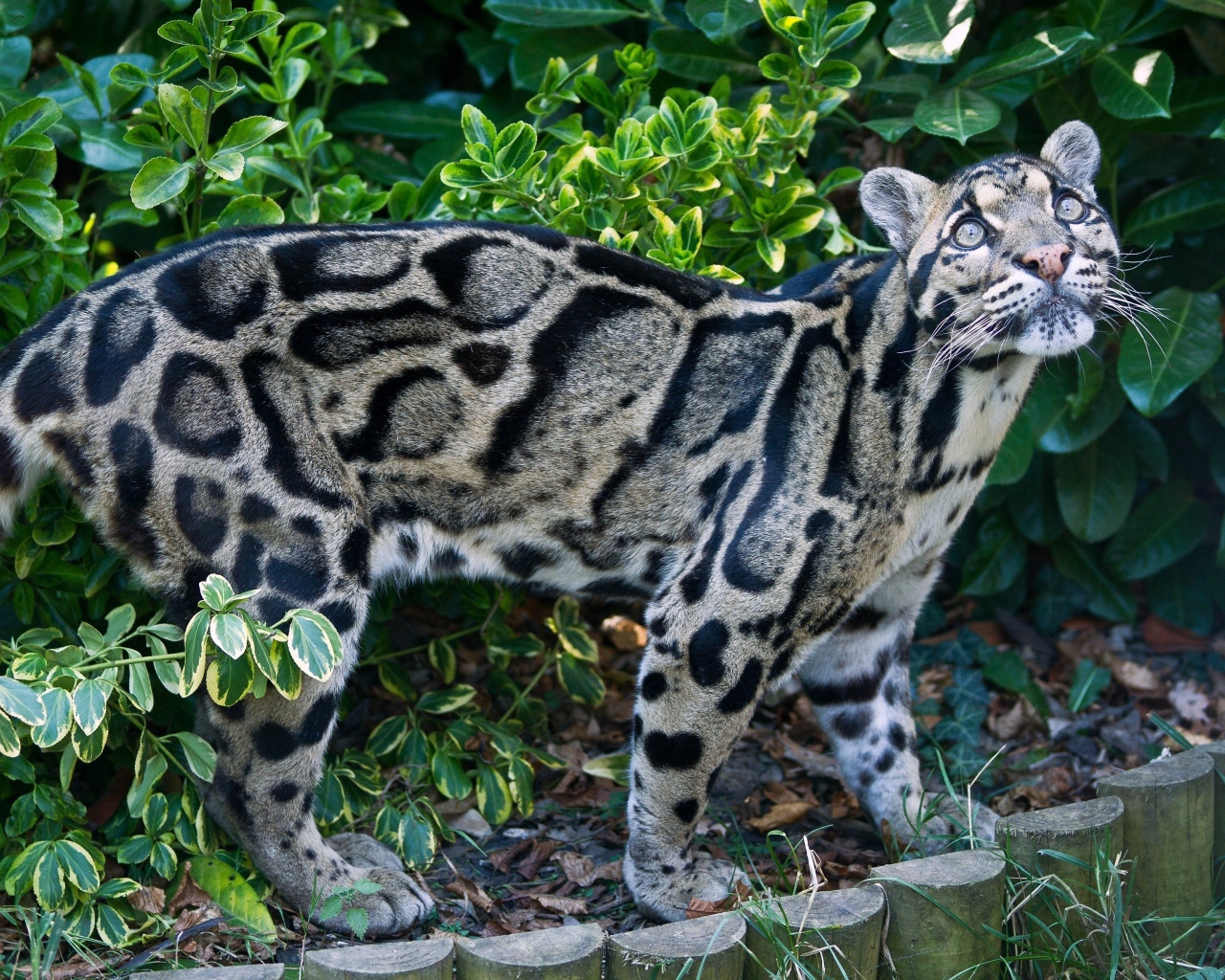 Красивый пятнистый дымчатый леопард