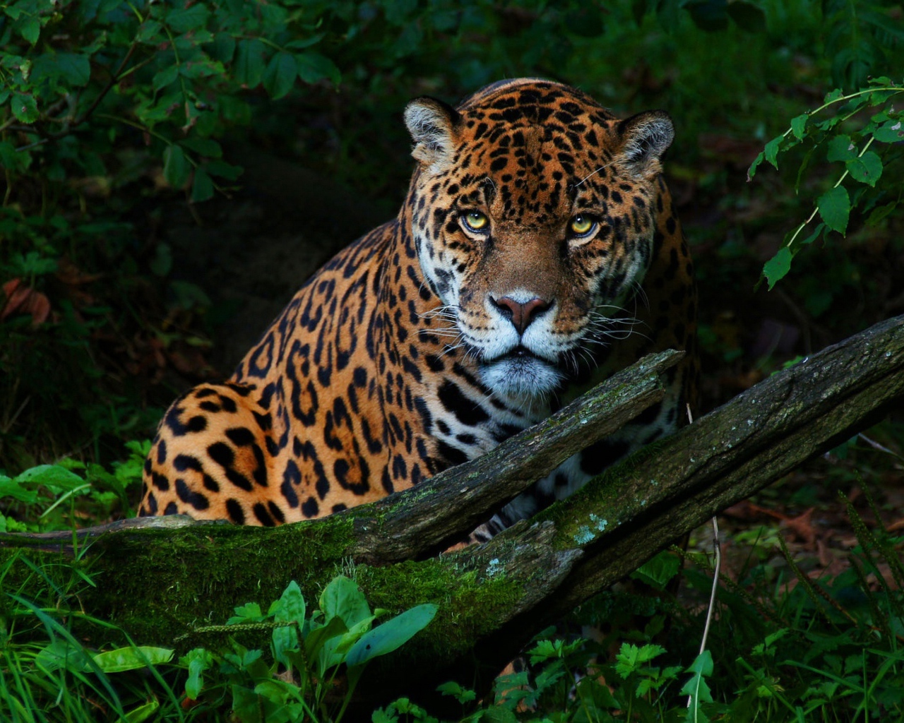 Большой красивый ягуар в зеленых листьях 