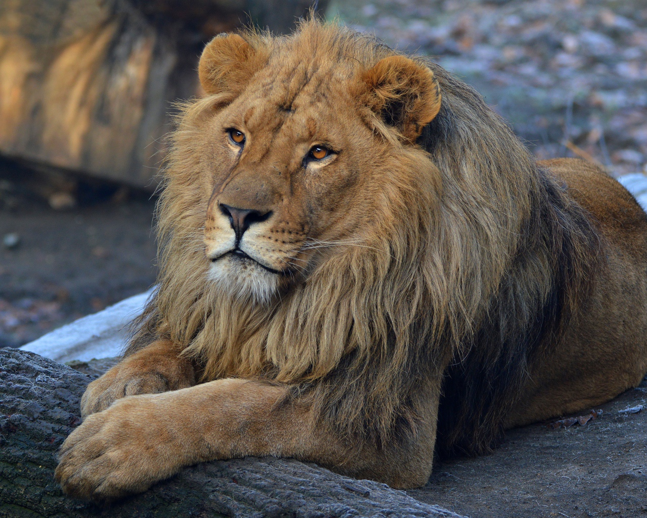 Большой красивый лев в зоопарке 