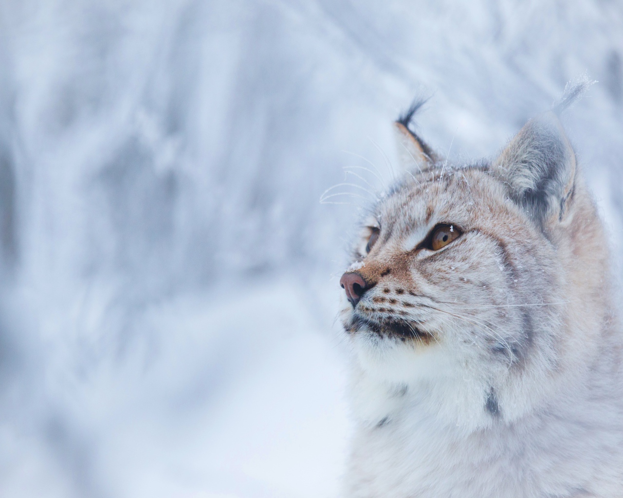 Большая красивая рысь зимой