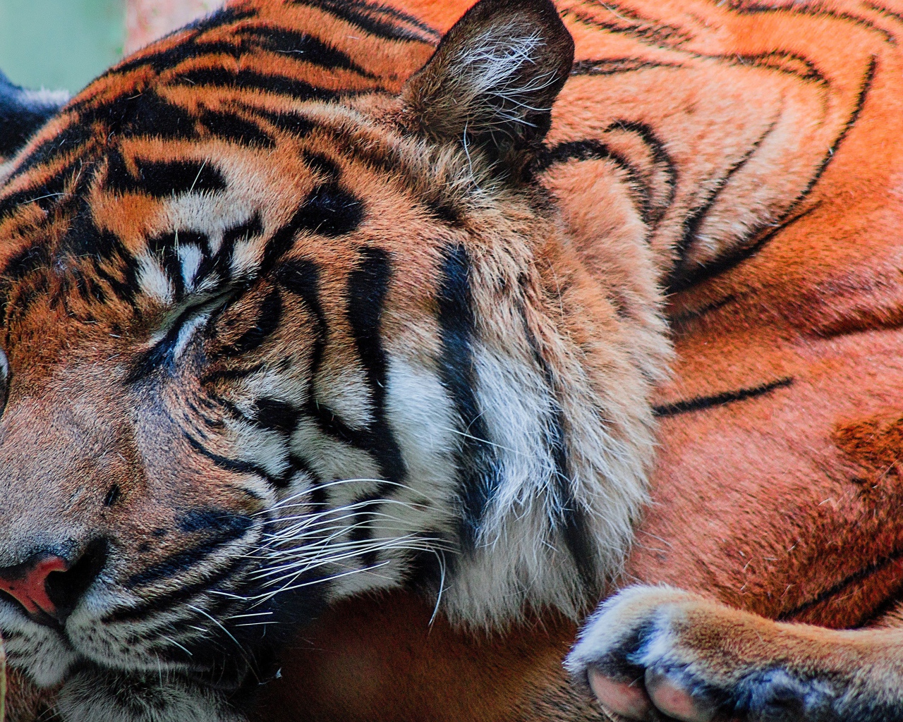 Большой красивый спящий тигр