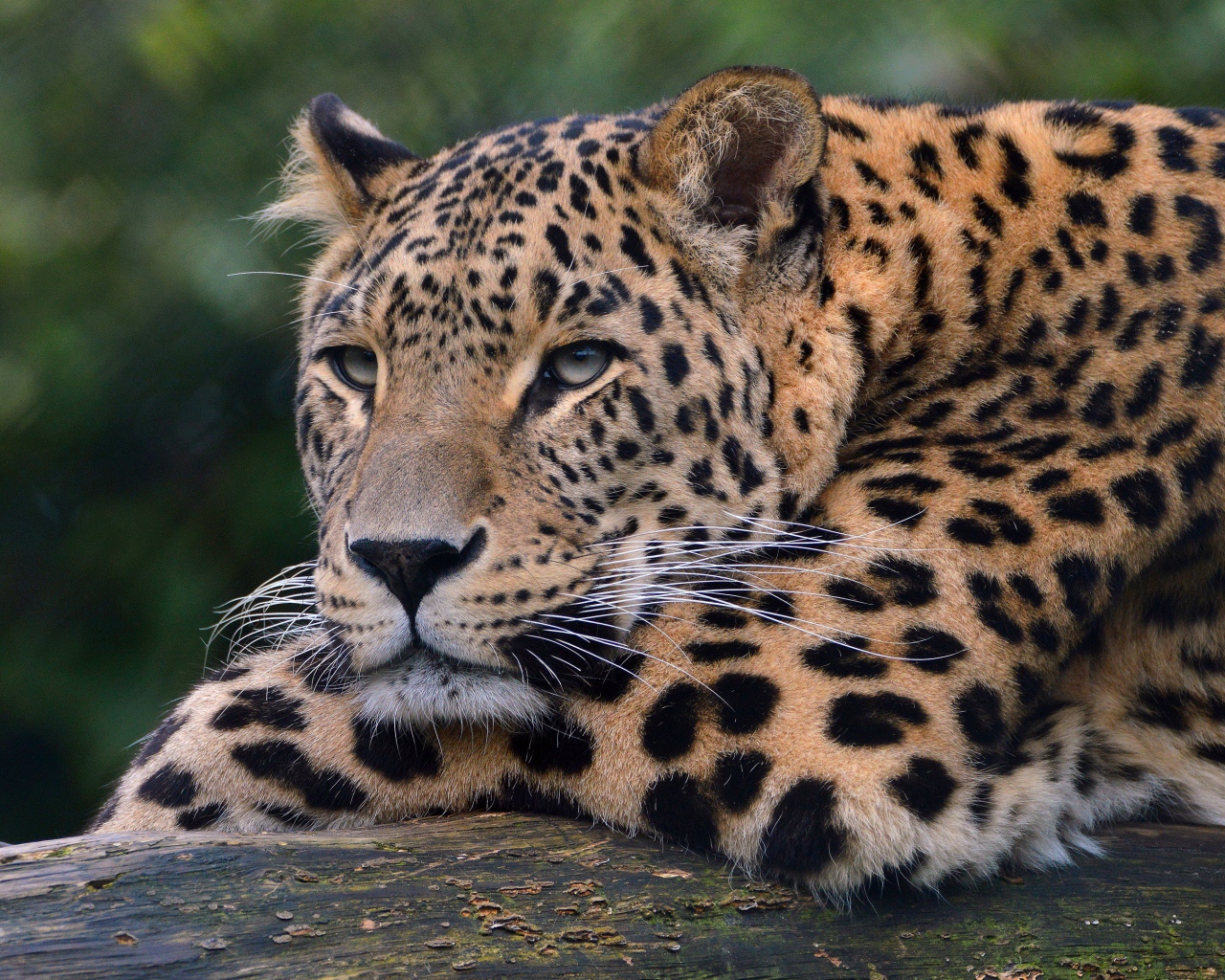 Большой красивый пятнистый леопард крупным планом