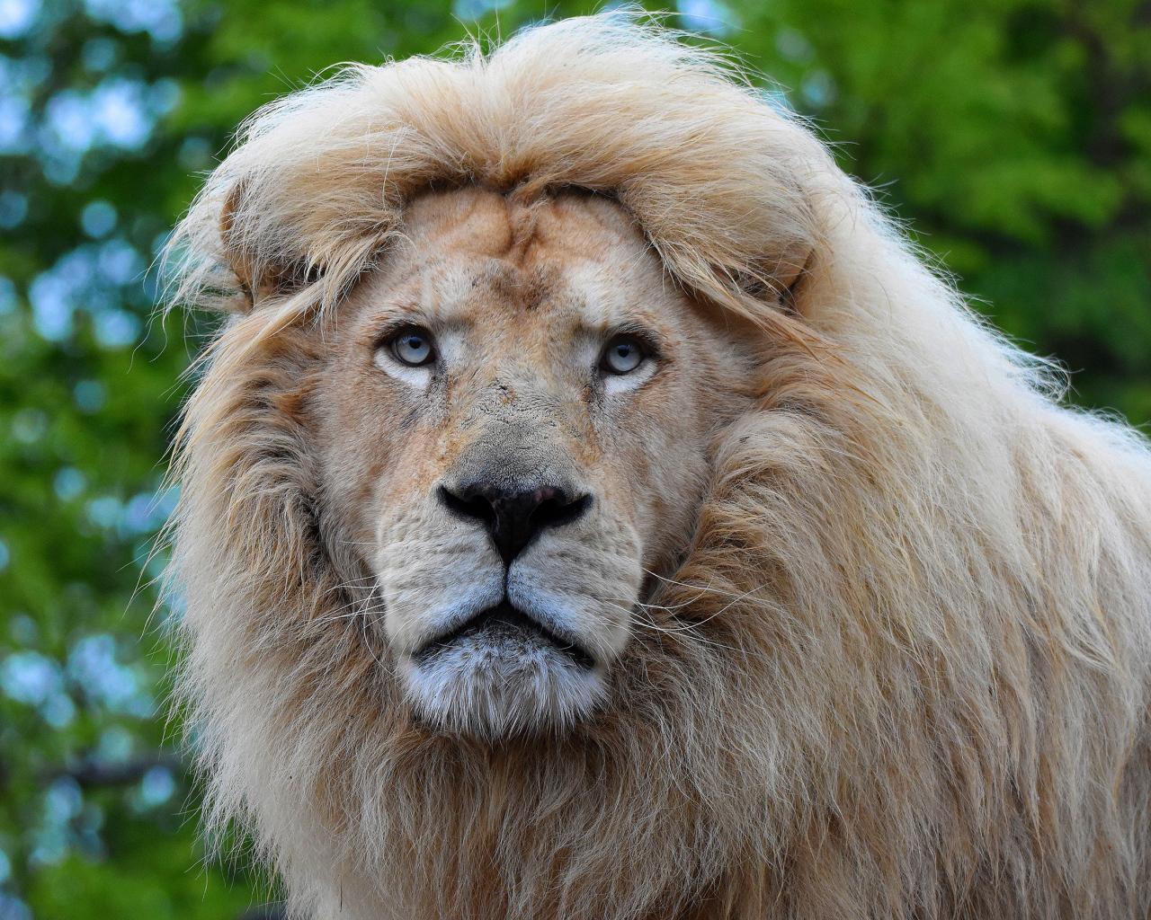 Большой голубоглазый лев морда крупным планом