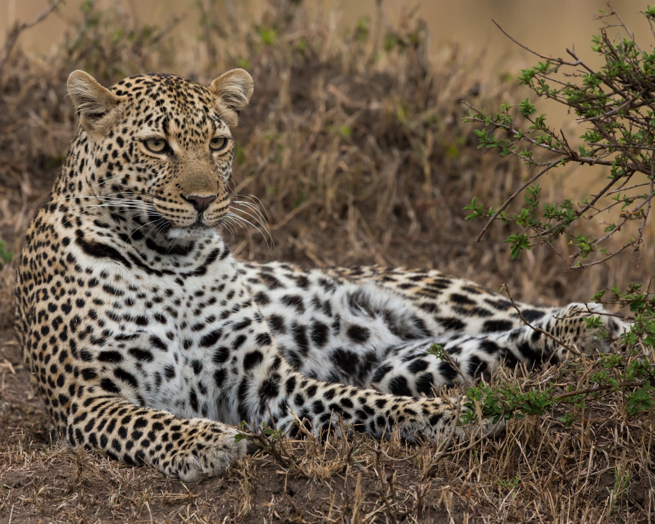 Большой грациозный леопард лежит на траве