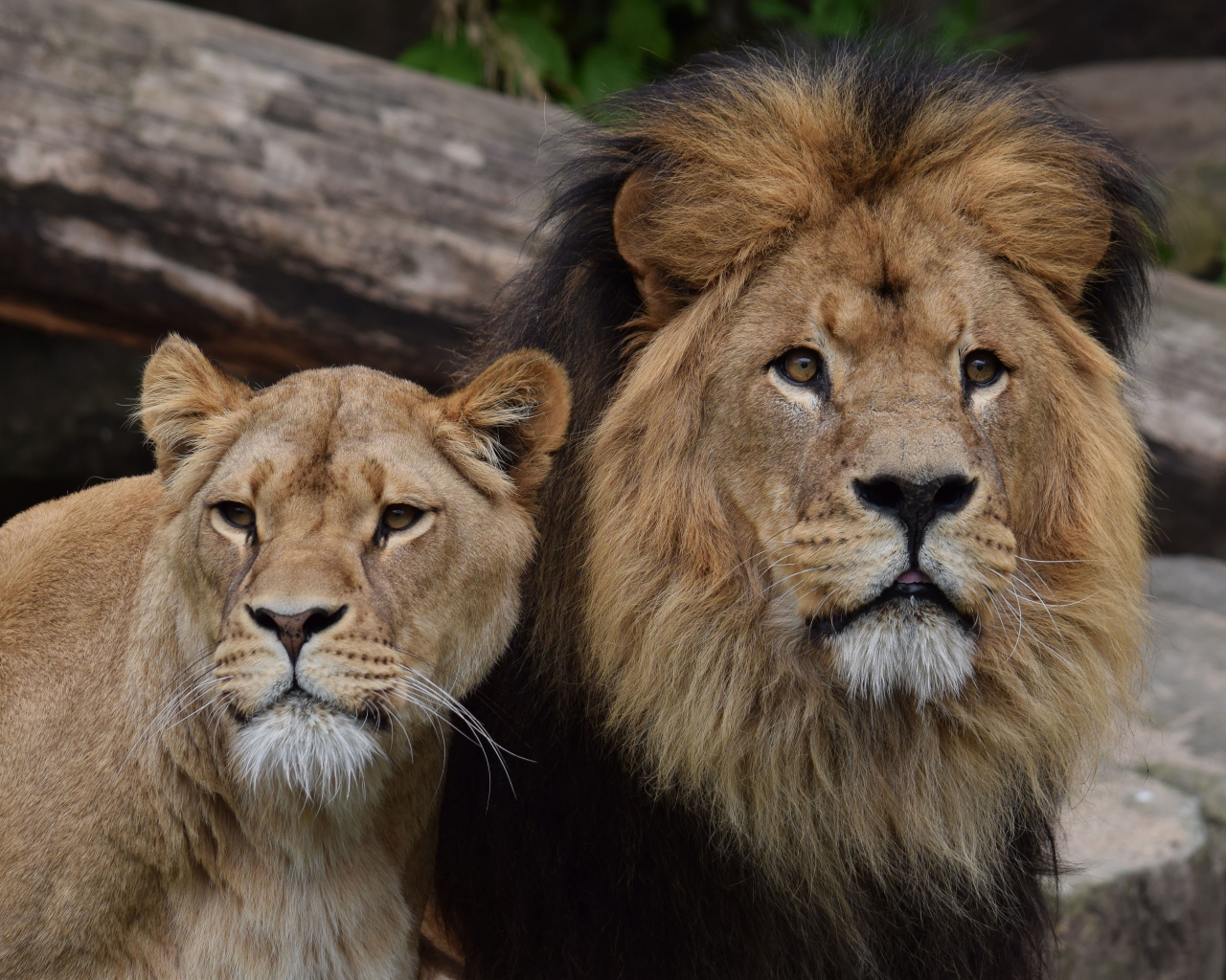 Большие лев и львица в зоопарке