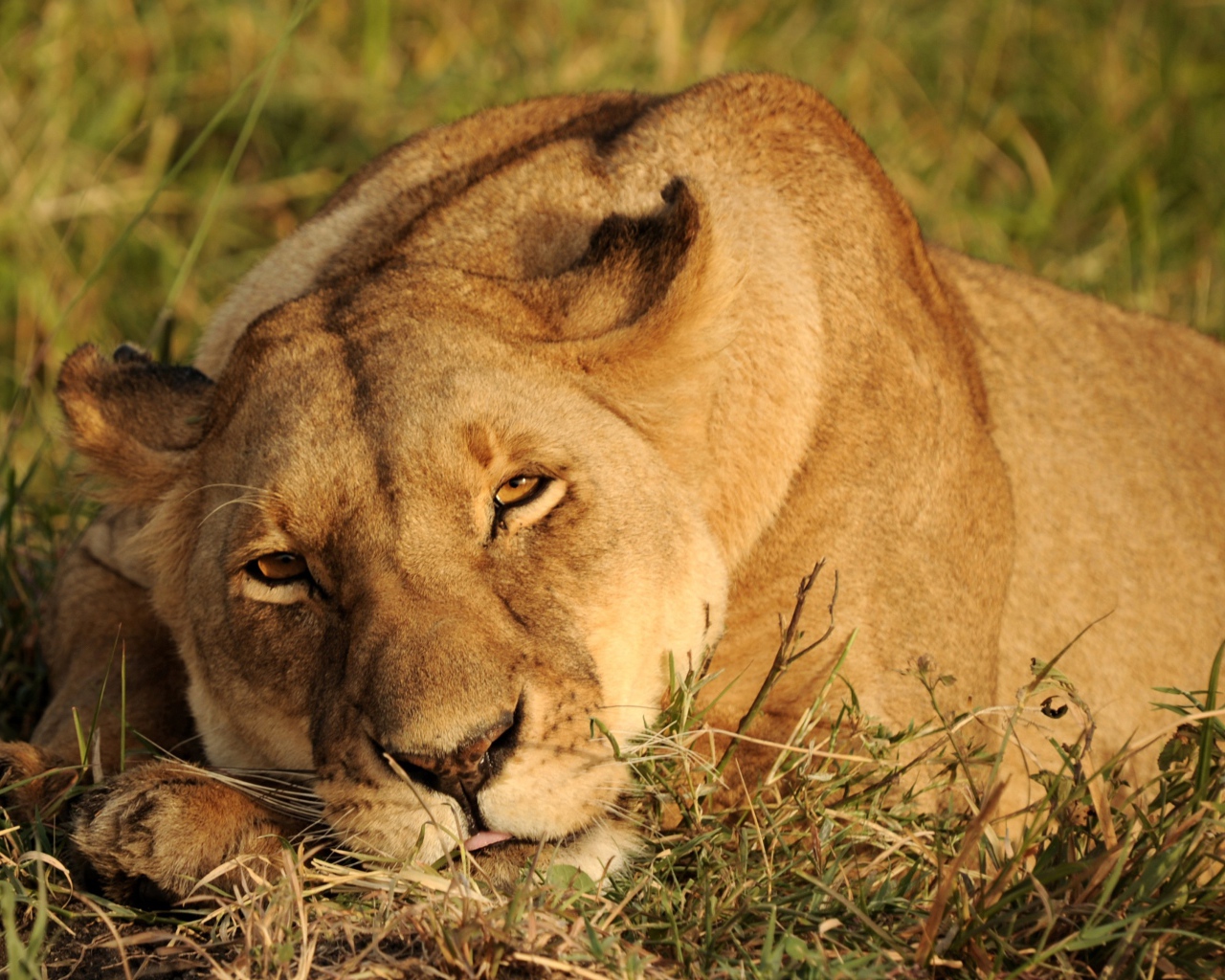 Большая львица спит на зеленой траве