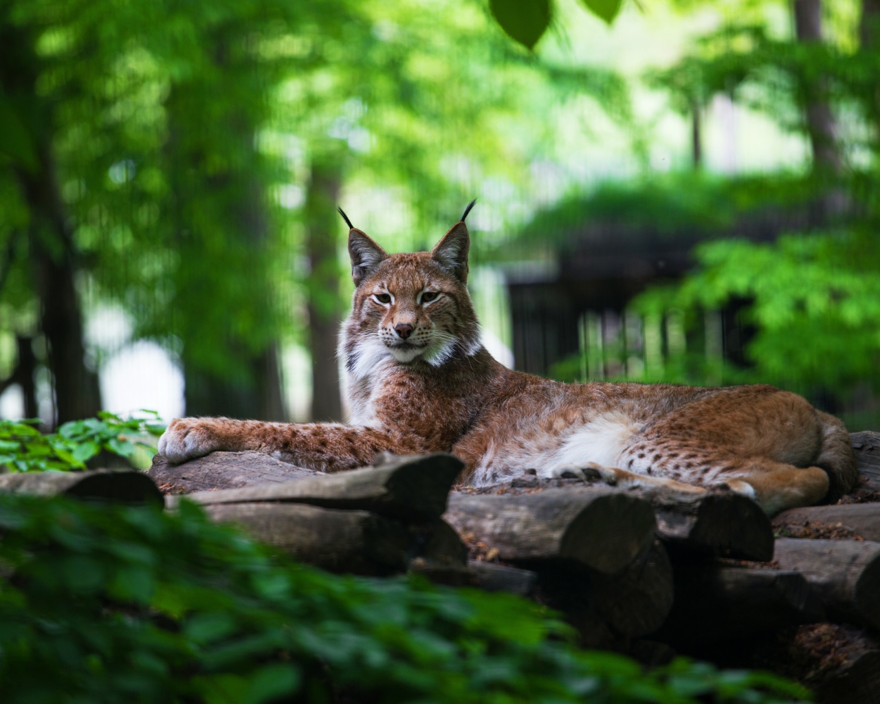 Большая рысь лежит на сухих деревьях