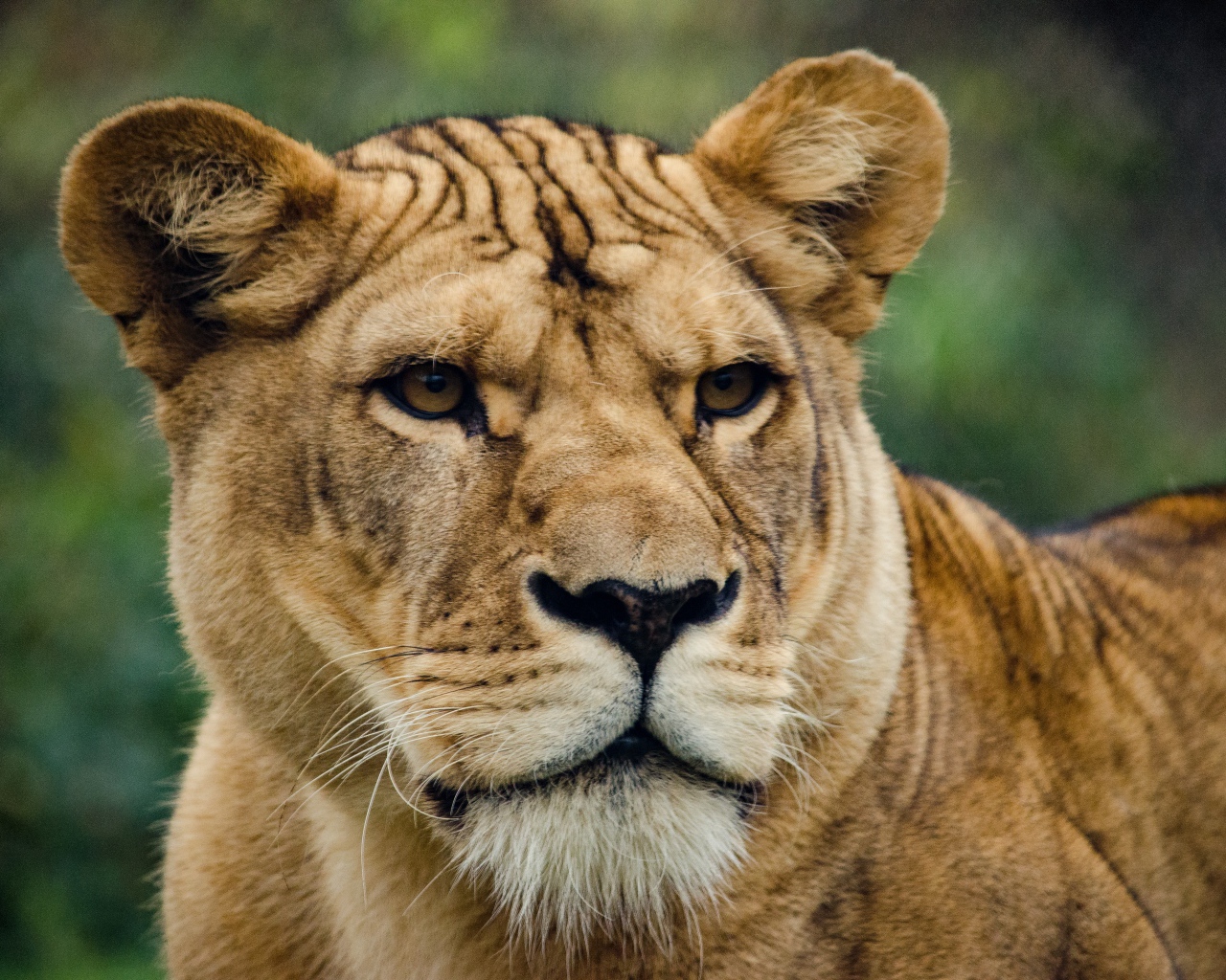 Большая серьезная львица