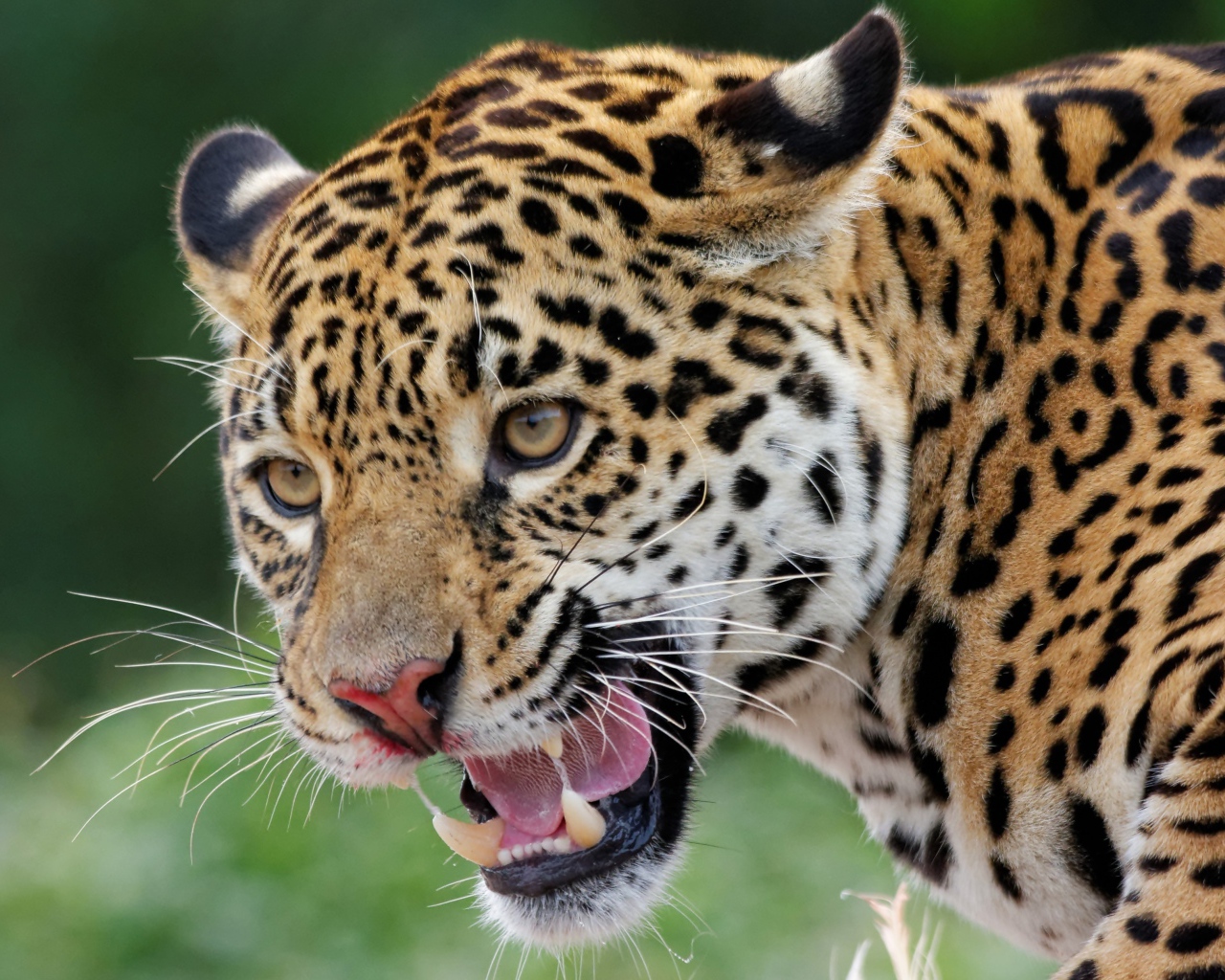 Большой пятнистый ягуар с открытой пастью