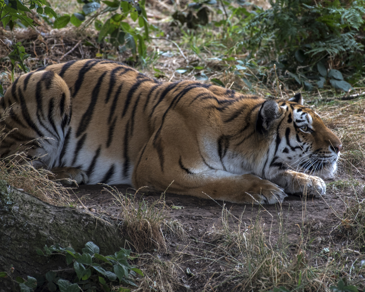 Большой полосатый красивый тигр сидит в засаде 