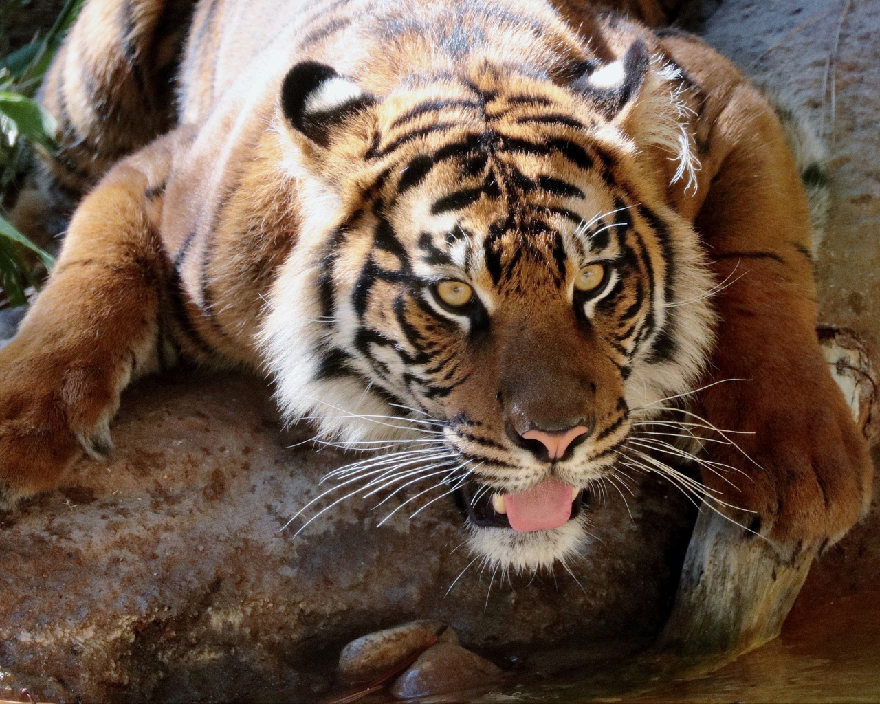 Большой тигр у водопоя