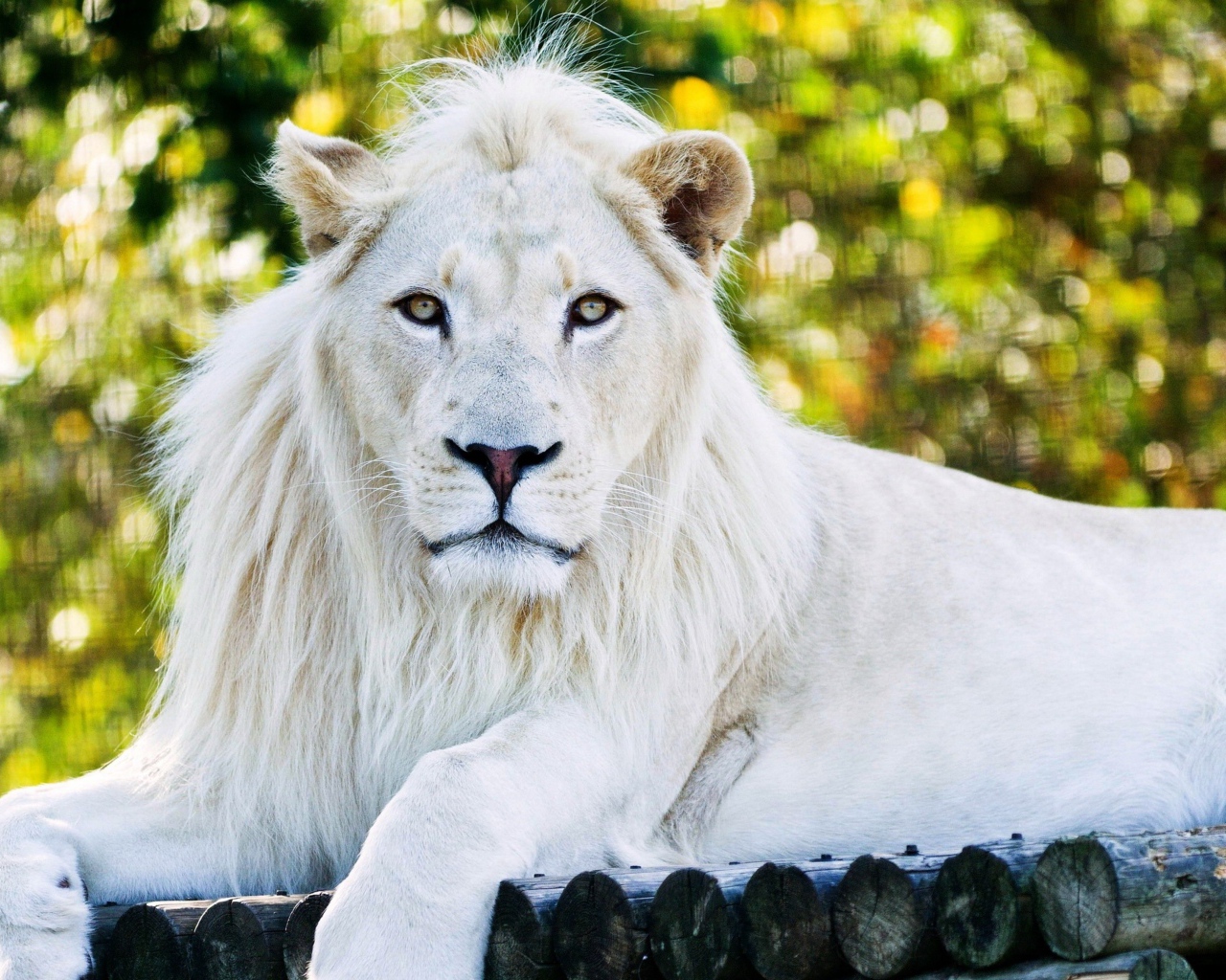 Большой белый лев лежит на дереве