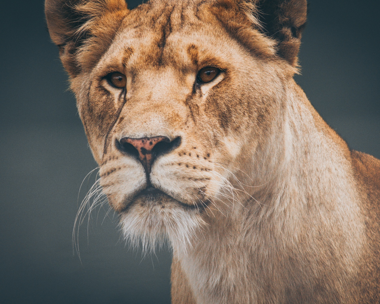 Морда большой серьезной львицы крупным планом