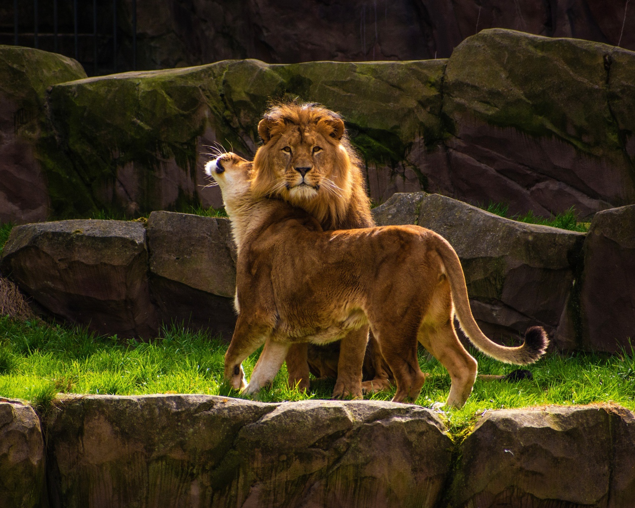 Грациозные лев и львица в зоопарке
