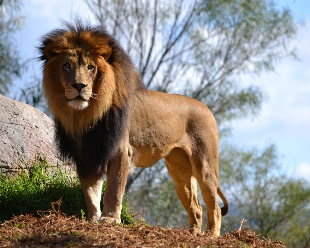 Большой грациозный лев у камня