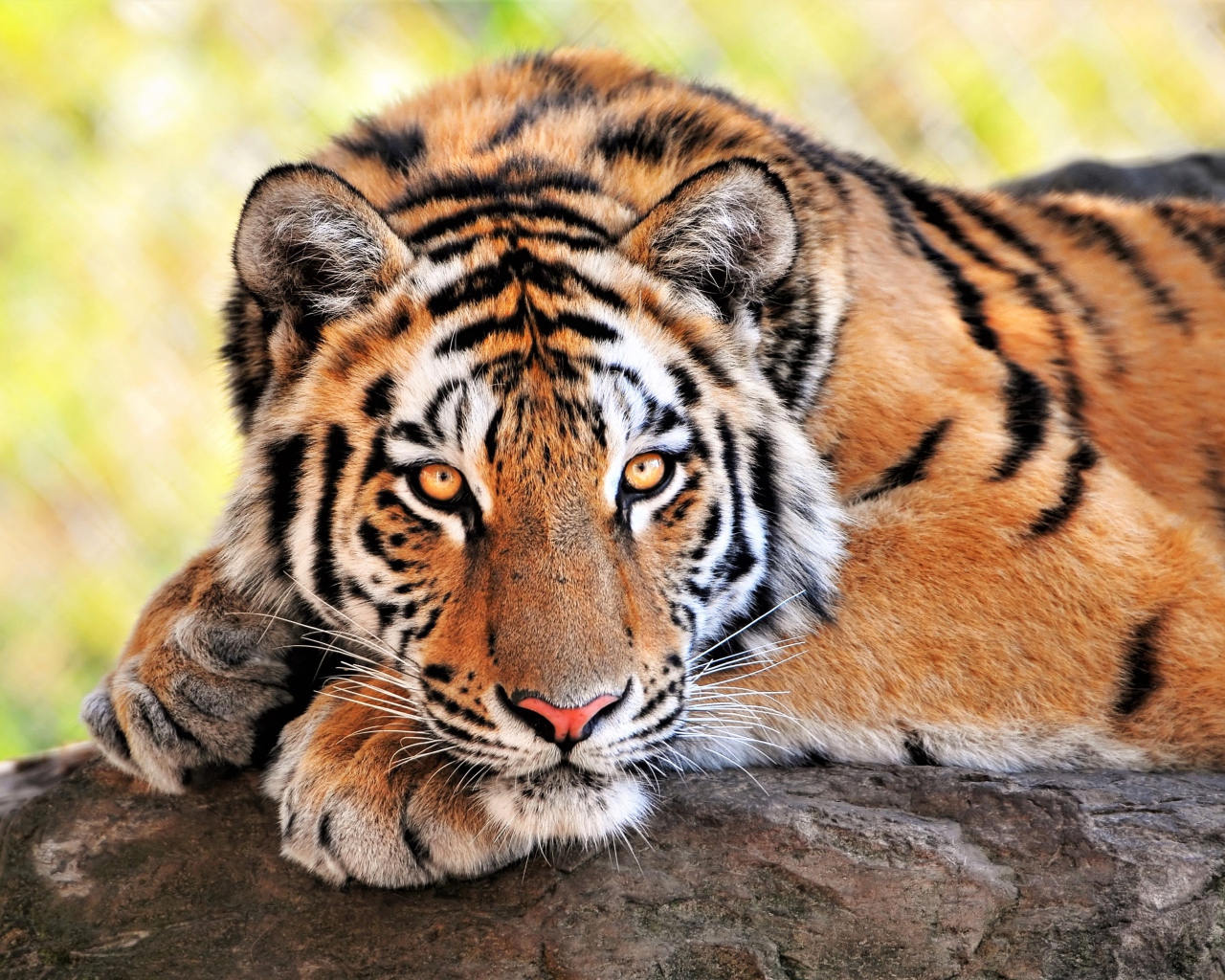 Большой величественный тигр крупным планом