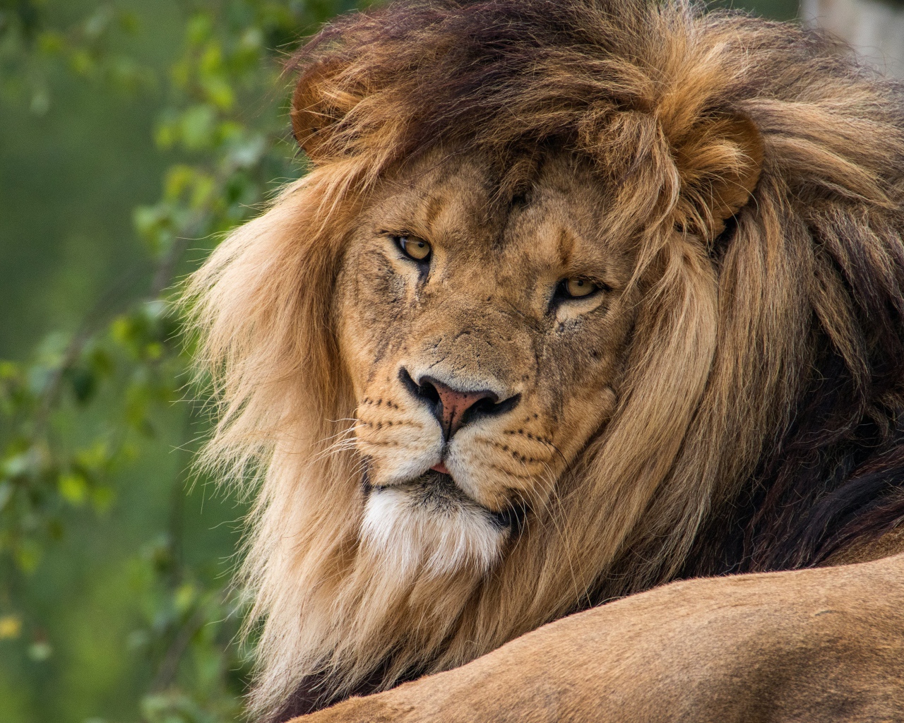 Большой серьезный лев  с пышной гривой