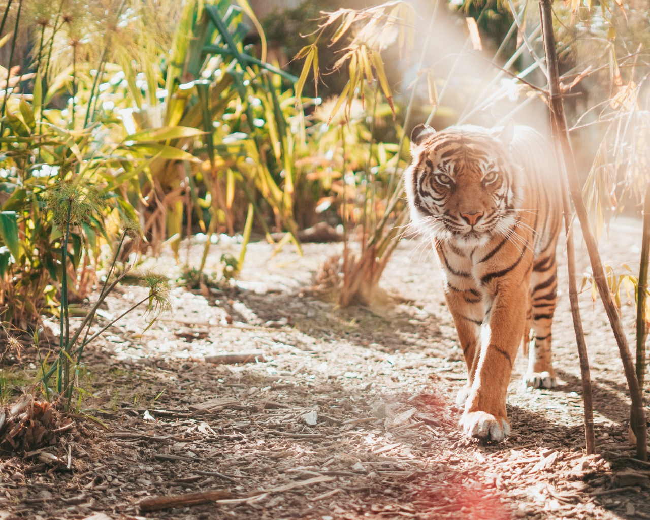 Большой полосатый тигр в зарослях бамбука