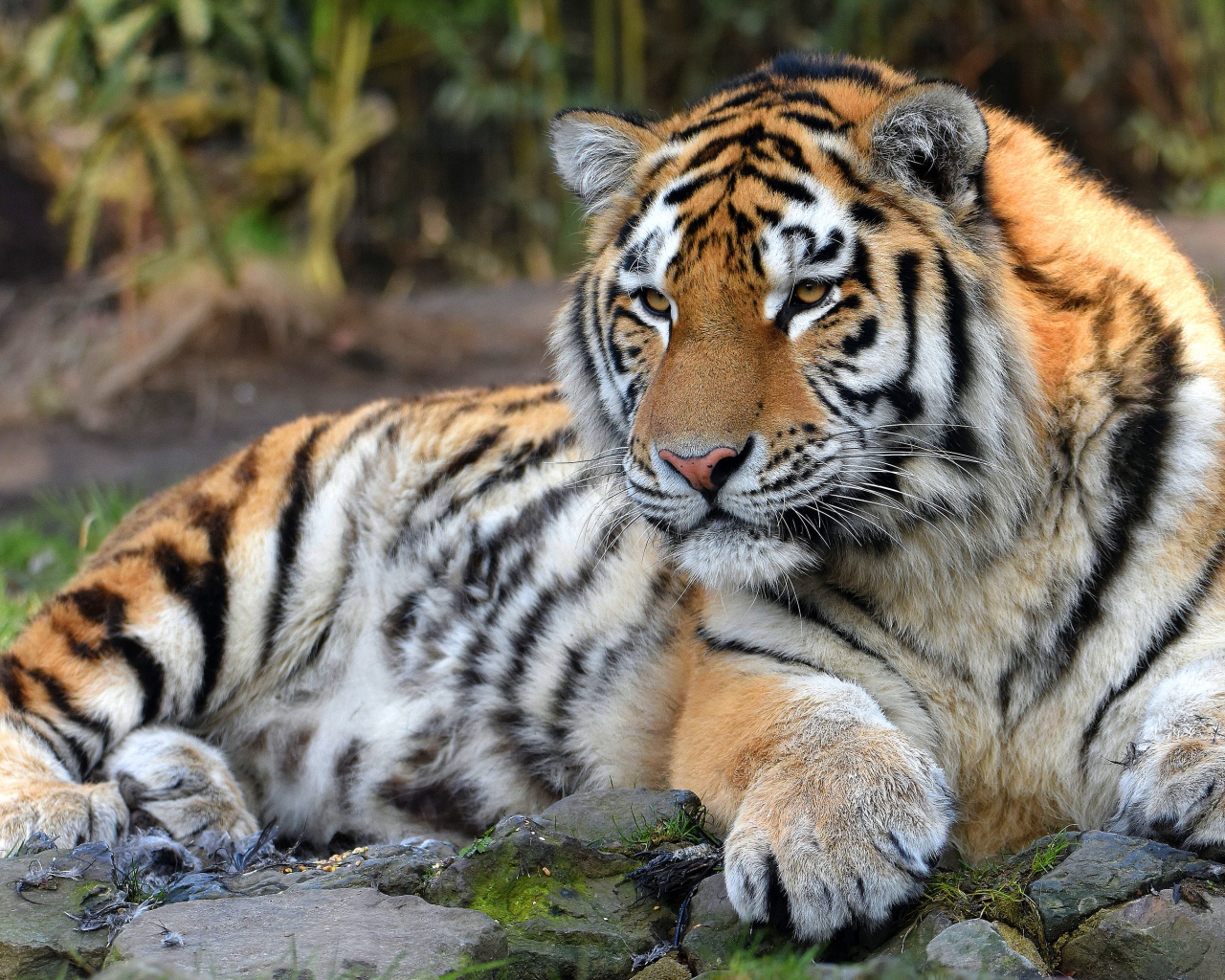 Большой полосатый тигр с большими лапами